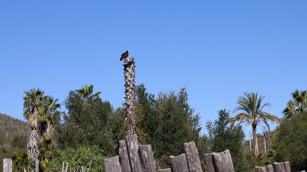 Misión San Francisco Javier de Viggé-Biaundó by null