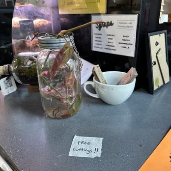 The Concrete Jungle - Free cuttings - Coffee & Tea Near Me - Brooklyn, New York The Concrete Jungle - Free cuttings - Coffee & Tea Near Me - Brooklyn, New York