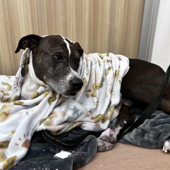 Urbanvet - Veterinarians Near Me - Newport Beach, California Urbanvet - Veterinarians Near Me - Newport Beach, California