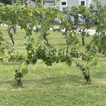 Salem Oak Vineyards - Grapes - Wineries Near Me - Pedricktown, New Jersey