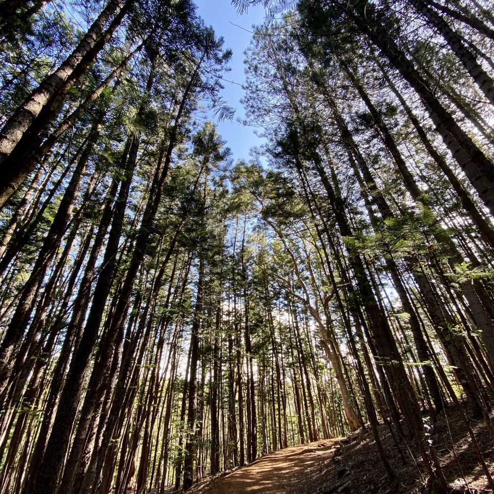 Aiea Loop Trail - Aiea Loop Trail. Ahhh fresh air!! - Hiking Near Me - Aiea, Hawaii