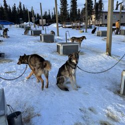 Black Spruce Dog Sledding
