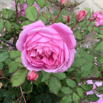The Berkeley Rose Garden - Botanical Gardens Near Me - Berkeley, California The Berkeley Rose Garden - Botanical Gardens Near Me - Berkeley, California