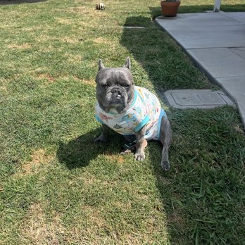 Jet's Pet Hospital - Bleu - Veterinarians Near Me - Fullerton, California