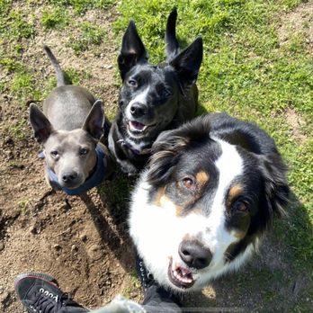 RatPack Dog Walking - Zelda in the middle, happy as can be - Dog Walkers Near Me RatPack Dog Walking - Zelda in the middle, happy as can be - Dog Walkers Near Me