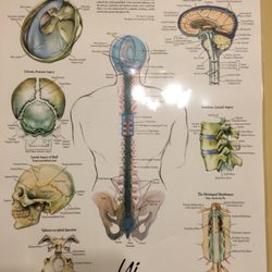 Erin Beeman Massage - I love brain massage...