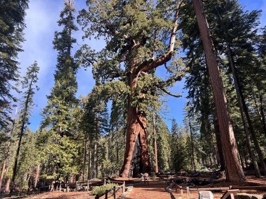 Mariposa Grove by null