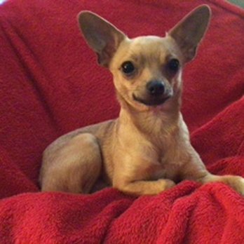 Oregon Humane - Joey 7 yrs - Animal Shelters Near Me - Portland, Oregon Oregon Humane - Joey 7 yrs - Animal Shelters Near Me - Portland, Oregon