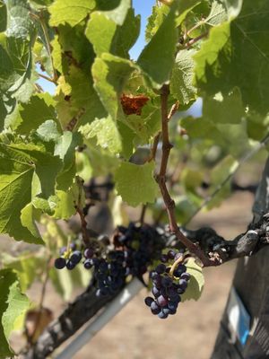Analemma Wines by null