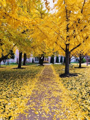 Washington University in St. Louis by null