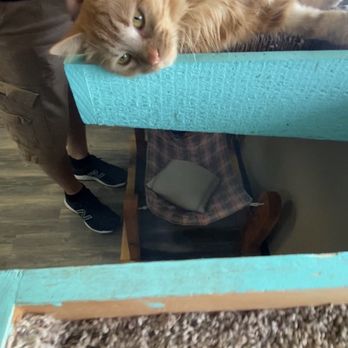 Mochas And Meows - Betty White the cat! - Pet Adoption Near Me - Branson, Missouri