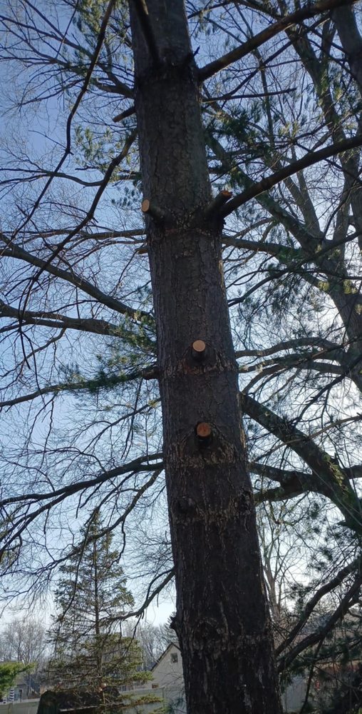 Shaver Bros Landscaping - tree service in Strongsville, OH