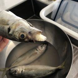 Moonee Ponds Seafoods