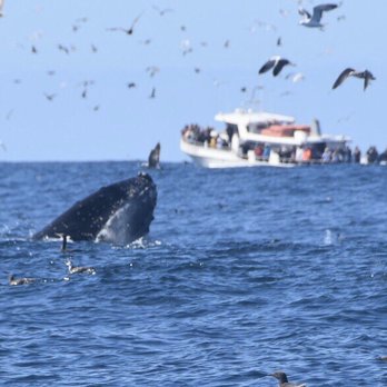 Discovery Whale Watch - Whale Watching Tours Near Me - Monterey, California