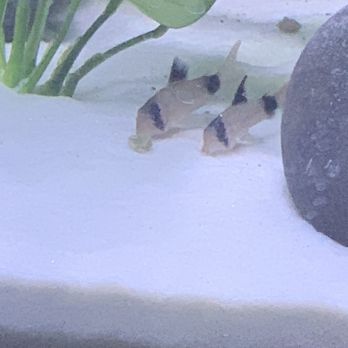 Wet Pets - Two panda's eating some wafers! - Local Fish Stores Near Me - Las Vegas, Nevada