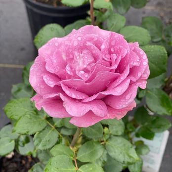 Meinke Garden Center - Budding flowers - Nurseries & Gardening Near Me - Niles, Illinois