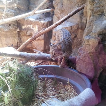 CuriOdyssey - Bobcat! I want one. - Zoos Near Me - San Mateo, California