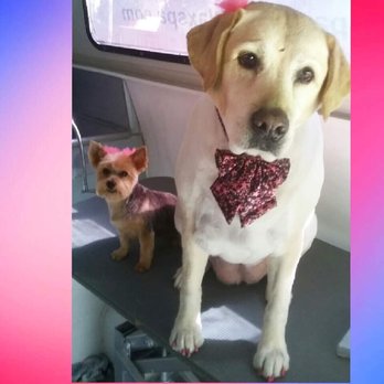 Paws & Relax Mobile Grooming - Pet Groomers Near Me