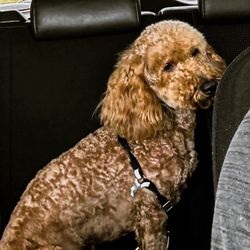 West Coast Grooming Academy - Our Goldendoodle, Boogie