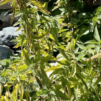 Third Stream Falls - You may experience an allergic reaction to this plant and it may make you itchy. - Hiking Near Me