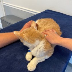 Kentmere Veterinary Hospital - Our cat at Kentmere getting ready to be put to rest. Putty until we meet again.