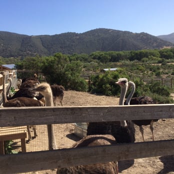 Ostrichland USA - Attraction Farms Near Me - Solvang, California Ostrichland USA - Attraction Farms Near Me - Solvang, California