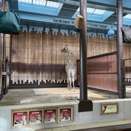 Giraffe licking the wall- I could not stop giggling