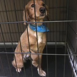 Wooftique