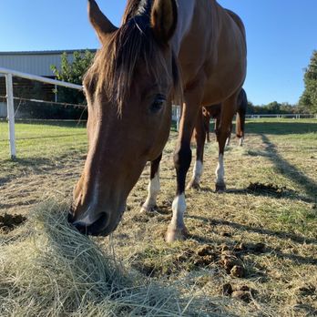 Winterhaven Ranch - Horse Boarding Near Me - Aubrey, Texas Winterhaven Ranch - Horse Boarding Near Me - Aubrey, Texas