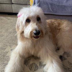 Pets’ Friend Grooming Salon By Wally
