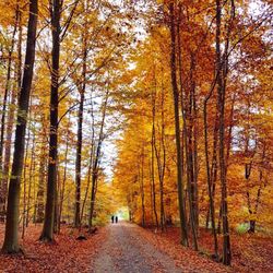 Forêt de Soignes