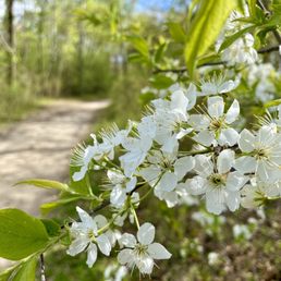 Just some pretty flowers along one of the trails. Just some pretty flowers along one of the trails.