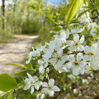 Murphy-Hanrehan Park Reserve - Just some pretty flowers along one of the trails. - Parks Near Me - Savage, Minnesota Murphy-Hanrehan Park Reserve - Just some pretty flowers along one of the trails. - Parks Near Me - Savage, Minnesota