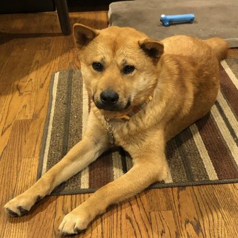 Shay's Behavioral Dog Training - Pet Training Near Me