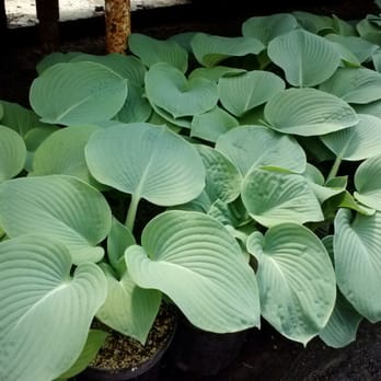 Gary Greenhouse - Plantation Lily Hostas - Nurseries & Gardening Near Me - Indianapolis, Indiana Gary Greenhouse - Plantation Lily Hostas - Nurseries & Gardening Near Me - Indianapolis, Indiana