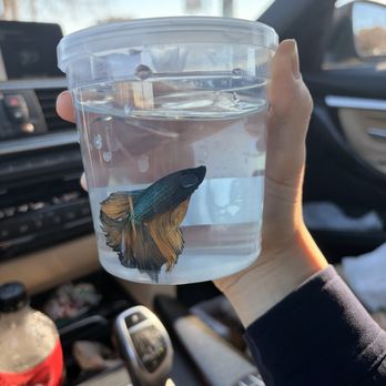 PetSmart - Betta I bought from this store! - Pet Training Near Me - Arlington, Texas