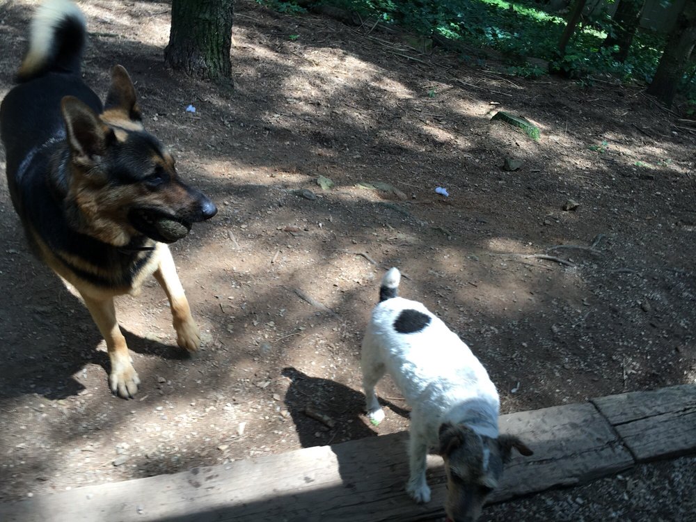 BUDDY’S BOARDING Updated September 2024 1437 Christiansburg Pike NE