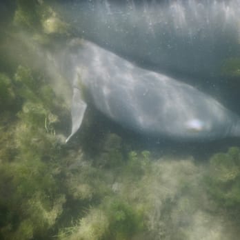 American Pro Diving Center - Lil baby manatee under her momma - Diving Near Me - Crystal River, Florida American Pro Diving Center - Lil baby manatee under her momma - Diving Near Me - Crystal River, Florida