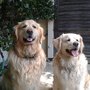 Photo of The Alpha Dog Walker