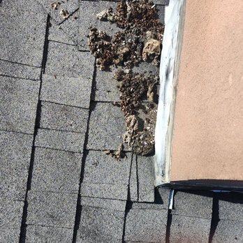 Bluegrass Wildlife control - Wildlife Control Near Me Bluegrass Wildlife control - Wildlife Control Near Me
