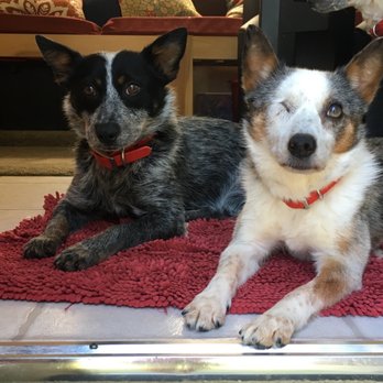Animal Eye Clinic - Veterinarians Near Me - Wilton, Connecticut