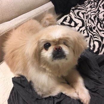 Dean's Groom Shop - Old Lady Lulu's coat is always so soft afterwards! - Pet Groomers Near Me - Littleton, Colorado