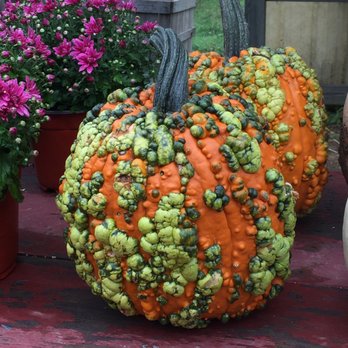 Roe Orchards - a close up of a pumpkin on a porch - Fruits & Veggies Near Me - Chester, New York