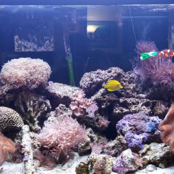 Fish & Ships Aquarium Maintenance - Our 100 gallon reef tank - Aquarium Services Near Me - Tyler, Texas Fish & Ships Aquarium Maintenance - Our 100 gallon reef tank - Aquarium Services Near Me - Tyler, Texas