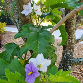 USF Botanical Gardens - Giant Star Potato Tree - Botanical Gardens Near Me - Tampa, Florida