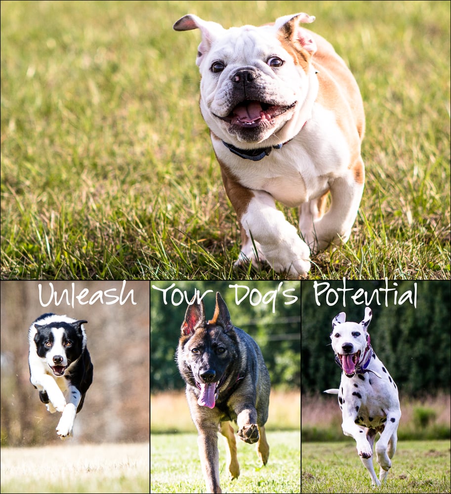 K9 COMMAND Updated August 2024 870 NC18, Vale, North Carolina Pet