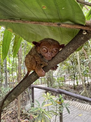 Philippine Tarsier Sanctuary by null