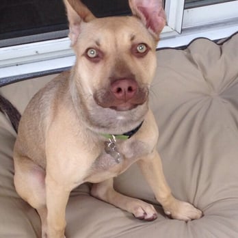 Steph's Happy Dogs - Olive loves Steph's - Pet Sitting Near Me - Simi Valley, California