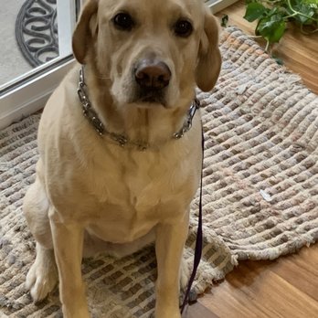 Leader Of The Pack - Pet Training Near Me - Oxnard, California Leader Of The Pack - Pet Training Near Me - Oxnard, California