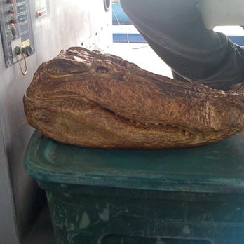 Cajun Style Swamp Tours - Alligator head - Tours Near Me - Marrero, Louisiana Cajun Style Swamp Tours - Alligator head - Tours Near Me - Marrero, Louisiana